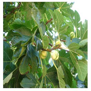 Fig Fruit Leaf Powder